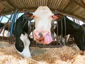 Cow portrait with the tonge out in a stable. Livestock and farming concept with milk production. Empty copy space