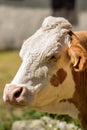 Portrait of a White and Brown Cow Royalty Free Stock Photo