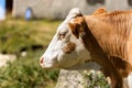 Portrait of a White and Brown Cow Royalty Free Stock Photo