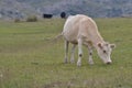 Cow posing on the grass land Royalty Free Stock Photo