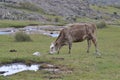 Cow posing on the grass land Royalty Free Stock Photo