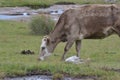 Cow posing on the grass land Royalty Free Stock Photo