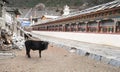 A cow with Prayer wheels in Nepal village, Landscape in Annapur Royalty Free Stock Photo