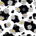 Cow print with White Daisies seamless pattern background Royalty Free Stock Photo