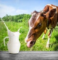 Cow pulls his tongue to jug of milk with splash Royalty Free Stock Photo