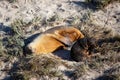 A cow and pup seal in seal bay kangaroo island south australia on may 9th 2021 Royalty Free Stock Photo