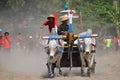 Cow race in Yogyakarta, Indonesia Royalty Free Stock Photo