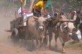 Cow race in Yogyakarta, Indonesia Royalty Free Stock Photo