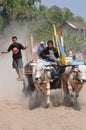 Cow race in Yogyakarta, Indonesia Royalty Free Stock Photo