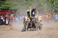 Cow race in Yogyakarta, Indonesia Royalty Free Stock Photo