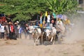 Cow race in Yogyakarta, Indonesia Royalty Free Stock Photo