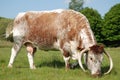 Cow, rare breed English longhorn.