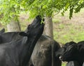 A Cow Reaches for Leaves