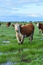 Cow red and white grass field standing in water