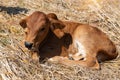 Cow, red a young calf is lying Royalty Free Stock Photo