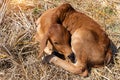 Cow, red a young calf is lying Royalty Free Stock Photo