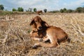 Cow, red a young calf is lying Royalty Free Stock Photo