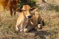 Cow, red a young calf is lying Royalty Free Stock Photo