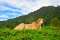 Cow relax on flower garden in day time with blue sky and mountain Royalty Free Stock Photo