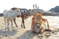 A sacred animal in India. Cow on the beach Royalty Free Stock Photo