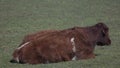 Cow relaxing at Crookham, Northumberland, England. UK