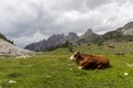 Cow relaxing on a lush pasture in the Dolomites, Italy near Tre Cime di Lavaredo Royalty Free Stock Photo