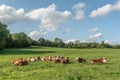 Cows relaxing on a pasture