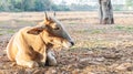 A cow relaxing on pasture at sunrise Royalty Free Stock Photo