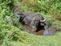 Cow relaxing in puddle Royalty Free Stock Photo