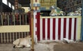 Cow relaxing on a temple platform Royalty Free Stock Photo