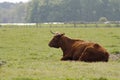 Cow resting Royalty Free Stock Photo