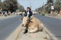 Cow resting on a busy street in Kolkata