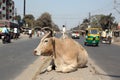 Cow resting on a busy street in Kolkata