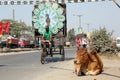 Cow resting on a busy street in Kolkata