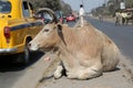 Cow resting on a busy street in Kolkata