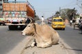 Cow resting on a busy street in Kolkata