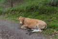 cow resting in the forest