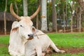 Cow resting on ground restrained by nose ring and rope to tree