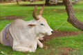 Cow resting on ground restrained by nose ring and rope to tree