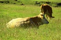 Cow resting in the meadow. Royalty Free Stock Photo