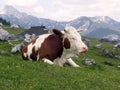 Cow resting on the mountain grass Royalty Free Stock Photo