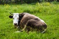 Cow in resting positin in the greem meadow.Styled stock photo with rural landscape in Romania