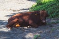 The cow is resting on the sand. Royalty Free Stock Photo