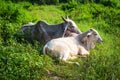 Cow resting