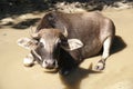 Cow rests in muddy puddle