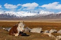 Cow rests on a vast pasture of Mongol Altai highland steppe