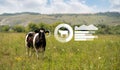 Cow with RFID chip and infographics Royalty Free Stock Photo