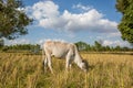 Cow in rice field Royalty Free Stock Photo