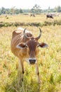 Cow in rice field Royalty Free Stock Photo