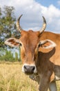Cow in rice field Royalty Free Stock Photo